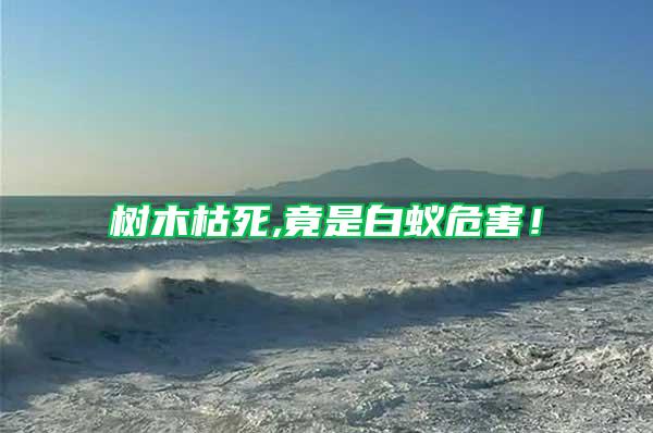 樹木枯死,竟是白蟻危害!