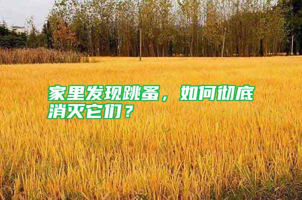 家里發(fā)現(xiàn)跳蚤,如何徹底消滅它們?