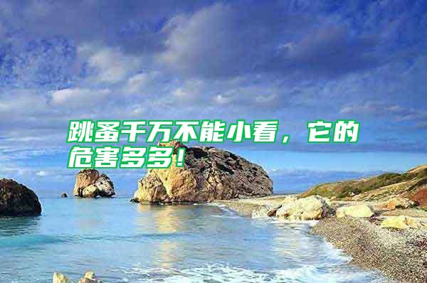 跳蚤千萬(wàn)不能小看,它的危害多多!