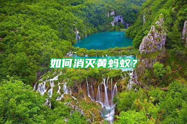 如何消滅黃螞蟻？