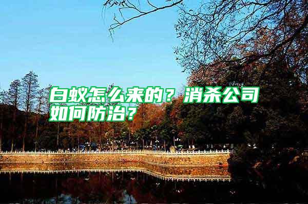 白蟻怎么來(lái)的？消殺公司如何防治？