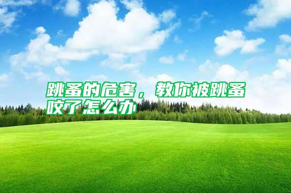 跳蚤的危害,教你被跳蚤咬了怎么辦