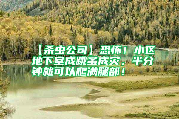 【殺蟲公司】恐怖！小區(qū)地下室成跳蚤成災，半分鐘就可以爬滿腿部！