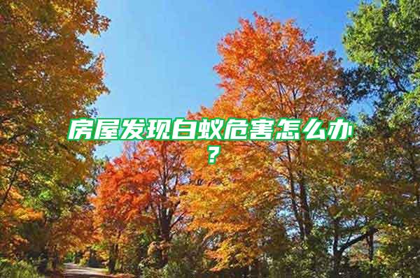 房屋發現白蟻危害怎么辦?