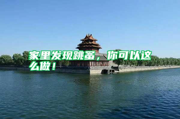 家里發現跳蚤，你可以這么做！