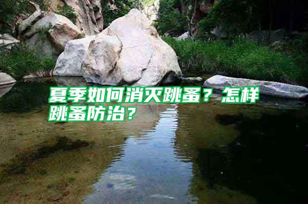 夏季如何消滅跳蚤?怎樣跳蚤防治?