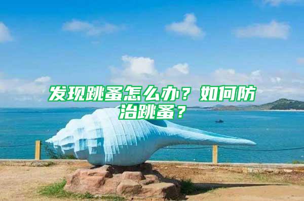 發現跳蚤怎么辦?如何防治跳蚤?