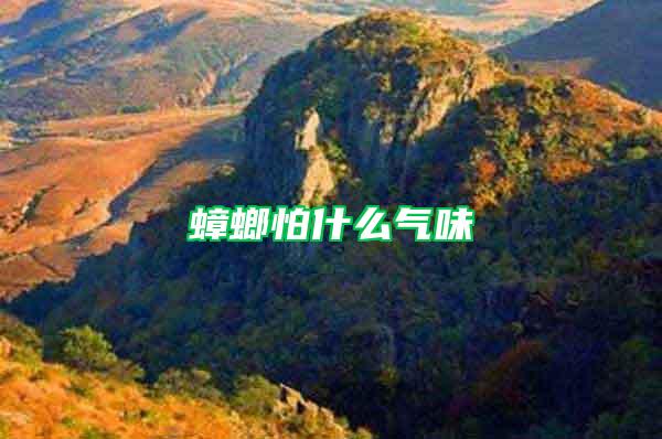 蟑螂怕什么氣味