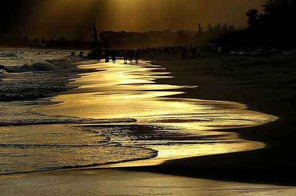 深圳滅蚊公司報道印度首都將用大量青蛙預防登革熱