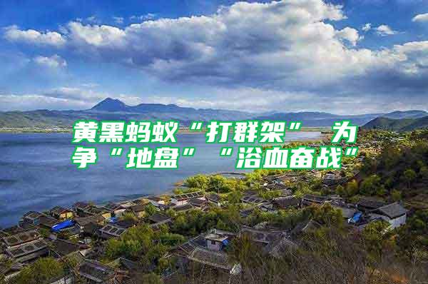 黃黑螞蟻“打群架” 為爭“地盤”“浴血奮戰”