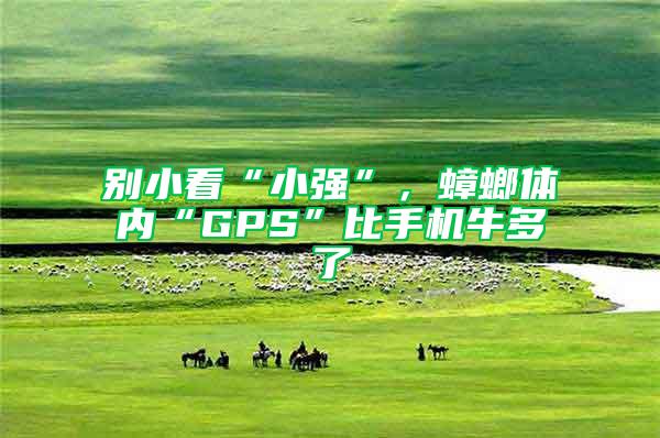 別小看“小強”,蟑螂體內“GPS”比手機牛多了