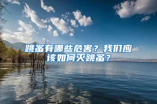 跳蚤有哪些危害?我們應該如何滅跳蚤?