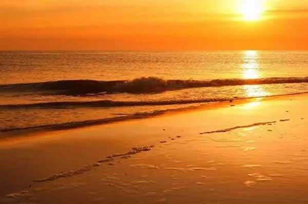 白蟻防治:白蟻怎么會生在家里?