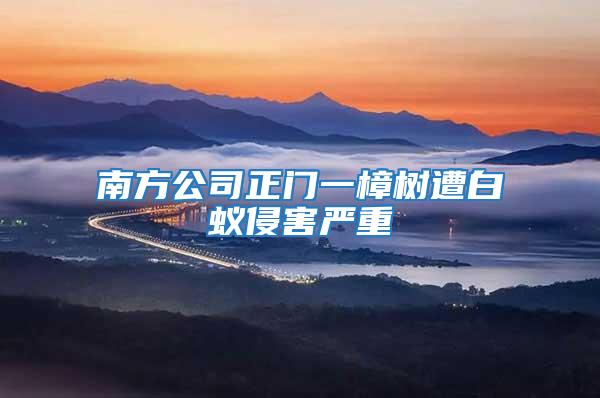 南方公司正門一樟樹遭白蟻侵害嚴重