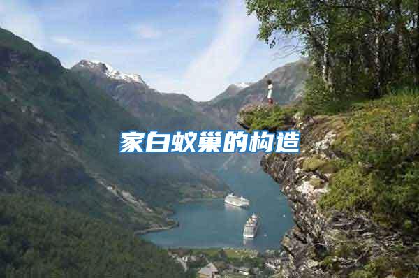 家白蟻巢的構造