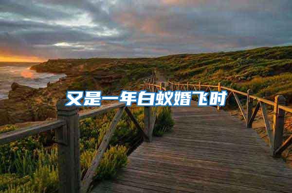 又是一年白蟻婚飛時