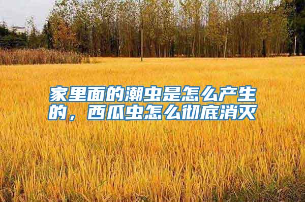 家里面的潮蟲是怎么產生的,西瓜蟲怎么徹底消滅