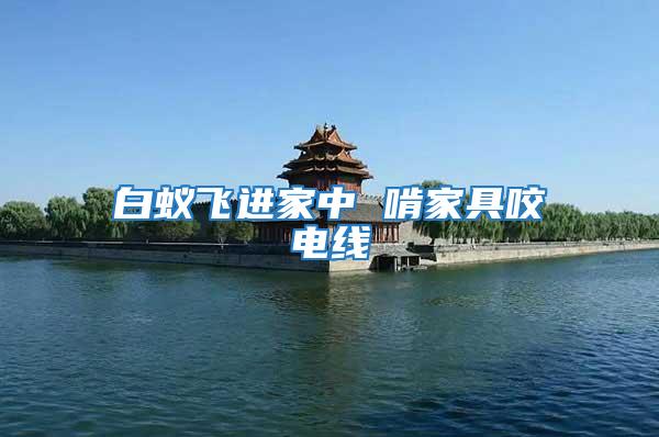 白蟻飛進家中 啃家具咬電線