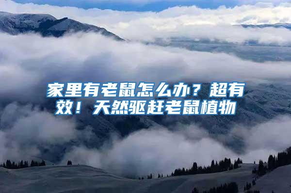 家里有老鼠怎么辦？超有效！天然驅(qū)趕老鼠植物