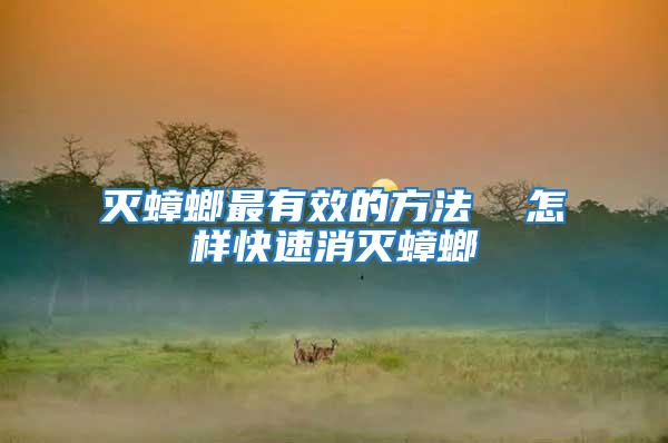 滅蟑螂最有效的方法 怎樣快速消滅蟑螂