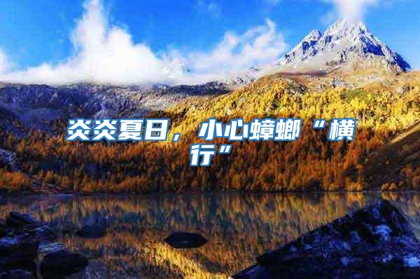 炎炎夏日，小心蟑螂“橫行”