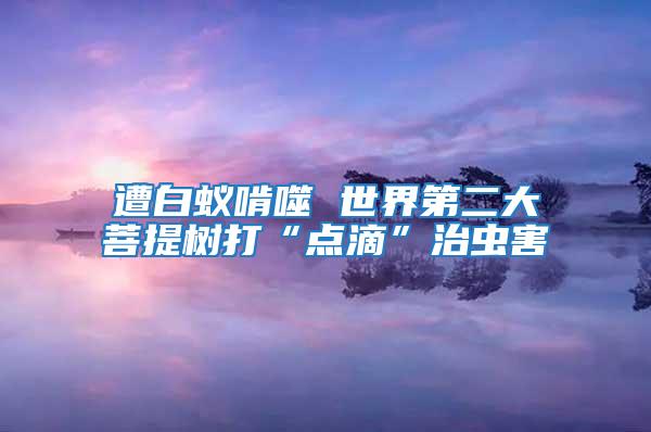 遭白蟻啃噬 世界第二大菩提樹打“點滴”治蟲害