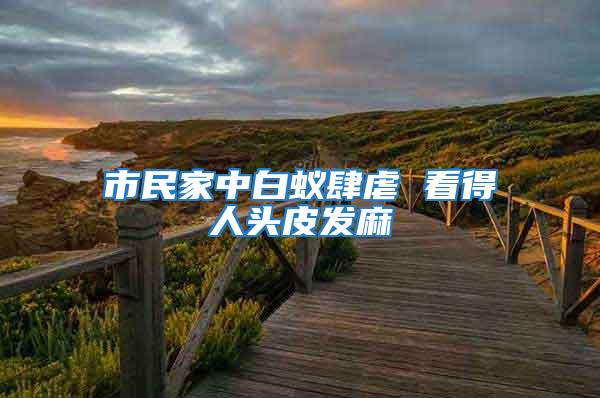 市民家中白蟻肆虐 看得人頭皮發麻