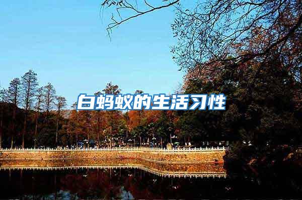 白螞蟻的生活習性