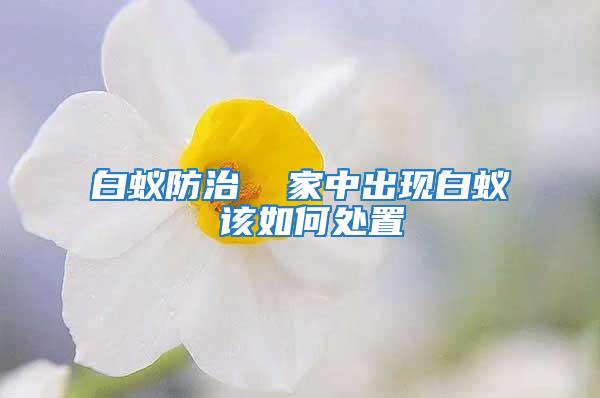 白蟻防治 家中出現白蟻 該如何處置
