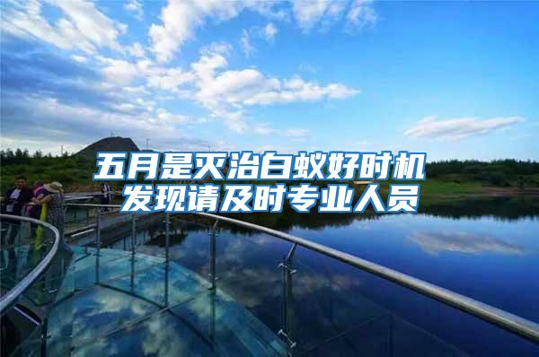 五月是滅治白蟻好時機 發現請及時專業人員