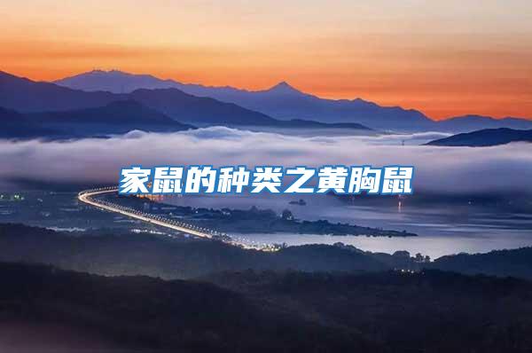 家鼠的種類之黃胸鼠