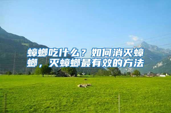 蟑螂吃什么?如何消滅蟑螂,滅蟑螂最有效的方法