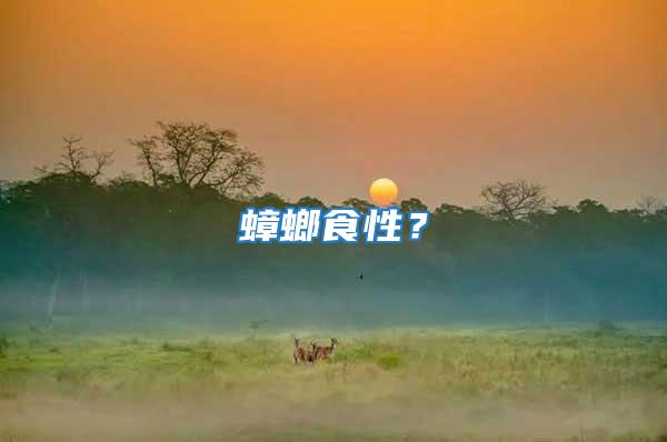 蟑螂食性？