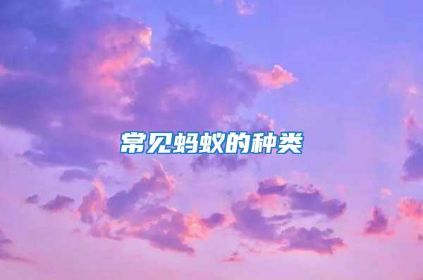 常見螞蟻的種類