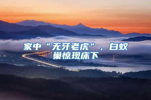 家中“無牙老虎”,白蟻巢驚現床下