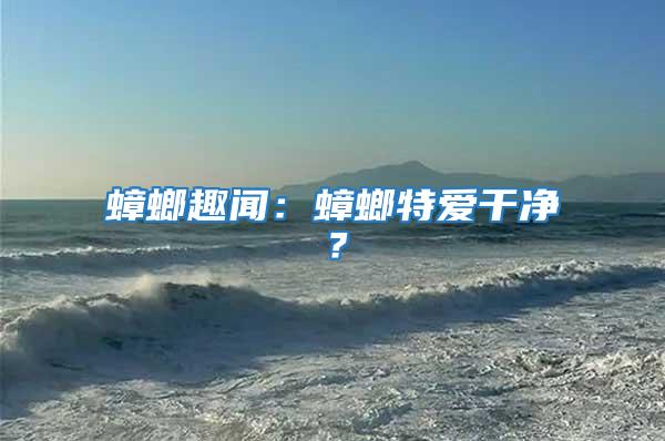 蟑螂趣聞:蟑螂特愛干凈?