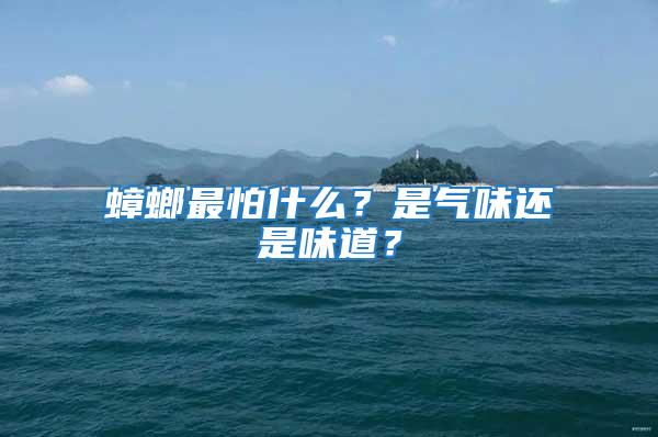 蟑螂最怕什么?是氣味還是味道?