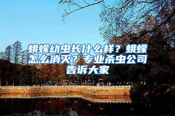 蛾蠓幼蟲長什么樣?蛾蠓怎么消滅?專業殺蟲公司告訴大家