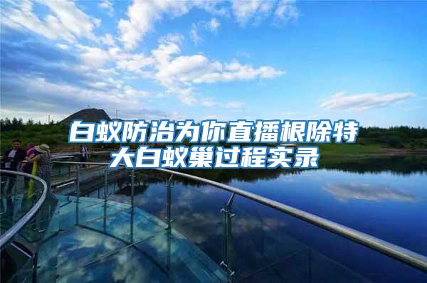 白蟻防治為你直播根除特大白蟻巢過程實錄