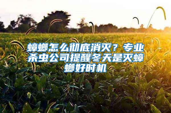 蟑螂怎么徹底消滅？專業(yè)殺蟲公司提醒冬天是滅蟑螂好時機(jī)