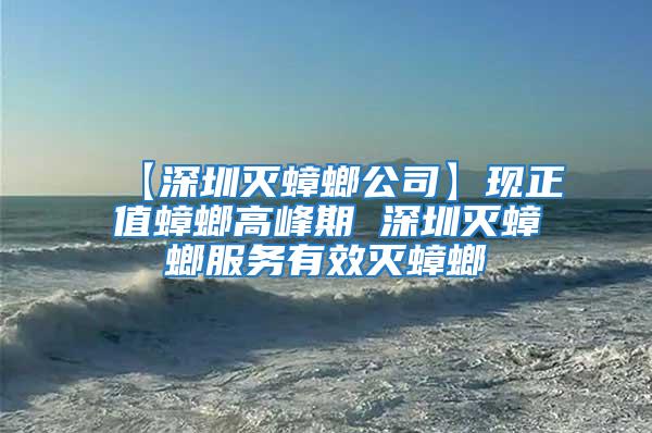 【深圳滅蟑螂公司】現正值蟑螂高峰期 深圳滅蟑螂服務有效滅蟑螂