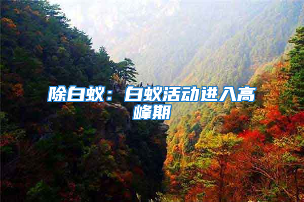 除白蟻：白蟻活動進入高峰期