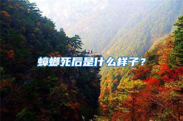 蟑螂死后是什么樣子?