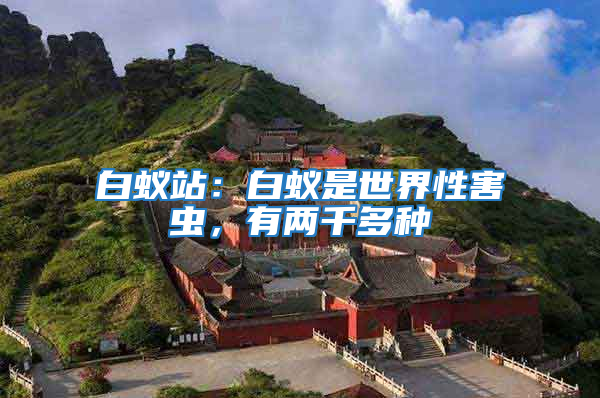 白蟻站：白蟻是世界性害蟲，有兩千多種