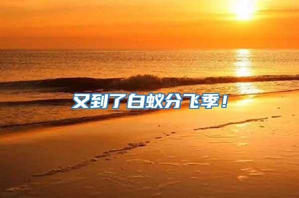 又到了白蟻分飛季！