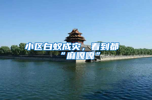 小區白蟻成災,看到都“麻嘎嘎”