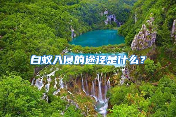 白蟻入侵的途徑是什么？