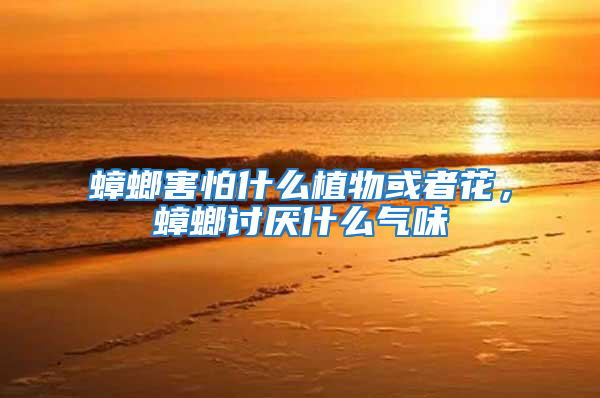 蟑螂害怕什么植物或者花，蟑螂討厭什么氣味