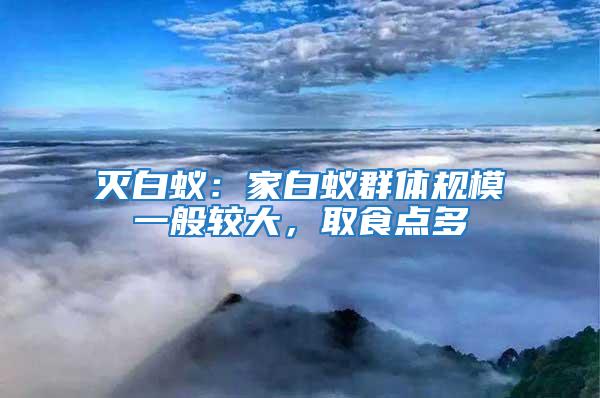 滅白蟻:家白蟻群體規模一般較大,取食點多