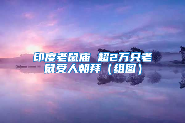 印度老鼠廟 超2萬只老鼠受人朝拜(組圖)